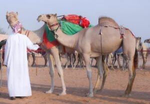 مزاينة سويحان بمهرجان الظفرة.. تجربة تراثية مميزة 6 مزاينة سويحان بمهرجان الظفرة.. تجربة تراثية مميزة