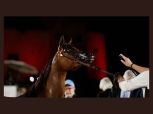 بطولة الفجيرة الدولية للخيل العربي ترفع وتيرة التنافس في يومها الثاني