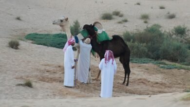 مهرجان الظفرة