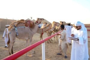 ضمن الدورة الــ19 من مهرجان الظفرة.. مزاينة رزين تعقد فعالياتها في أبوظبي