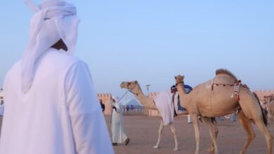 "مزاينة سويحان" في مهرجان الظفرة تستقطب 2402 مالكا للإبل الأصيلة