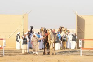 ضمن الدورة الــ19 من مهرجان الظفرة.. مزاينة رزين تعقد فعالياتها في أبوظبي