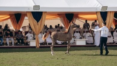 6.4 مليون درهم حصيلة مبيعات مزاد مربط عجمان للخيول العربية