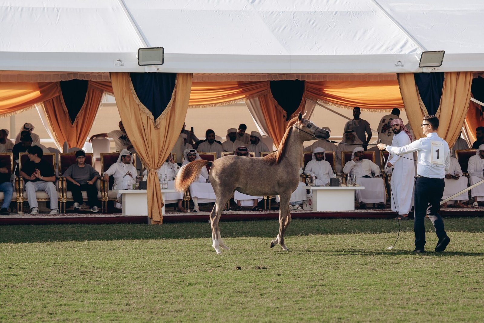 6.4 مليون درهم حصيلة مبيعات مزاد مربط عجمان للخيول العربية