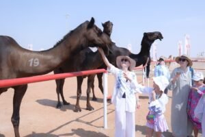 مزاينة سويحان بمهرجان الظفرة.. وجهة جاذبة للسياح