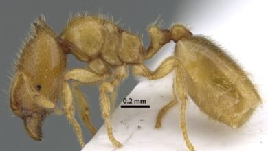 هيئة البيئة بالشارقة تعلن اكتشاف نوع نادر من النمل