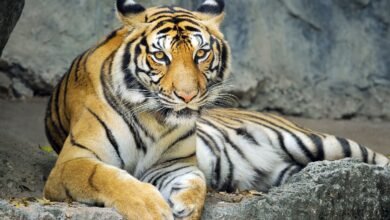 تقرير دولي يحذر من تسارع تهريب النمور وتهديد خطير لبقائها عالميًا