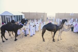 «مزاينة رزين».. من منافسة محلية إلى محطة بارزة لملاك الإبل وعشاق التراث