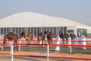 «مزاينة رزين».. من منافسة محلية إلى محطة بارزة لملاك الإبل وعشاق التراث