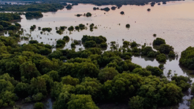 «بيئة أبوظبي»