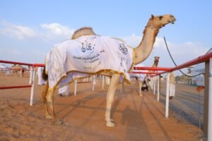 مزاينة سويحان بمهرجان الظفرة تكرم الجهات الداعمة وتتوج الفائزين في "الحول"