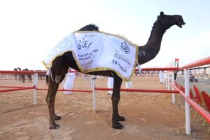 مزاينة سويحان بمهرجان الظفرة تكرم الجهات الداعمة وتتوج الفائزين في "الحول"