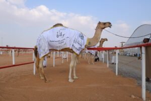 مزاينة سويحان بمهرجان الظفرة تكرم الجهات الداعمة وتتوج الفائزين في "الحول"