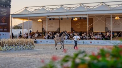 برعاية ولي عهد الفجيرة /انطلاق النسخة العاشرة من بطولة الفجيرة الدولية للخيل العربي