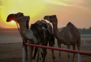 مشاركة واسعة في أشواط سن المفاريد بمزاينة رزين.. وتتويج الفائزين