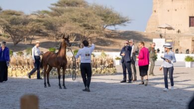 بطولة الفجيرة لجمال الخيل العربي" رافد قوي لبطولات الخيول على امتداد 10 سنوات 2 بطولة الفجيرة لجمال الخيل العربي" رافد قوي لبطولات الخيول على امتداد 10 سنوات