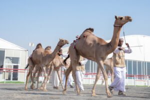 مهرجان الظفرة