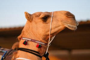 مشاركة واسعة في أشواط سن المفاريد بمزاينة رزين.. وتتويج الفائزين