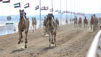 منافسات جائزة "زايد الكبرى" لسباقات الهجن تنطلق غدا في "ميدان الوثبة"