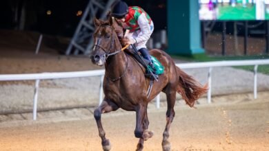 7 أشواط تفتتح "سباقات الخيول" على مضمار العين للفروسية