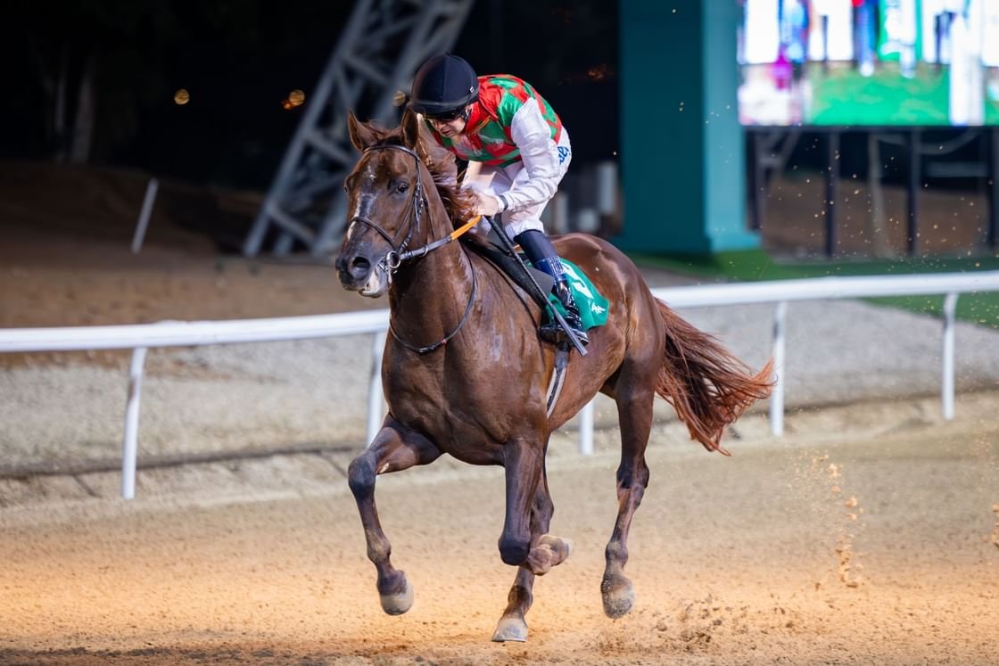 7 أشواط تفتتح "سباقات الخيول" على مضمار العين للفروسية 1 7 أشواط تفتتح "سباقات الخيول" على مضمار العين للفروسية