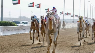 منافسات "جائزة زايد" الكبرى لسباقات الهجن تنطلق الاثنين المقبل في الوثبة