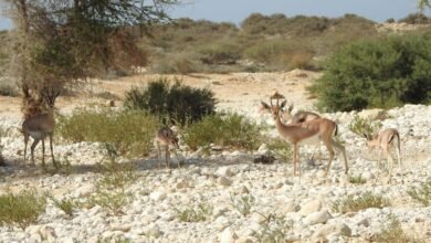 انتخاب سلطنة عُمان عضوًا في المجلس الدولي التابع لليونسكو حتى عام 2029