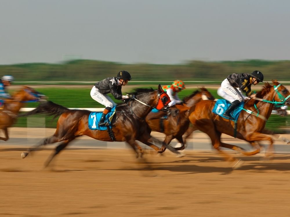 انطلاق أولى منافسات موسم سباقات مضمار الشارقة "لونجين" 1 انطلاق أولى منافسات موسم سباقات مضمار الشارقة "لونجين"