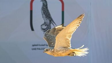 كأس الإمارات العالمي لسباقات الصقور تنطلق الخميس المقبل بدولة الكويت