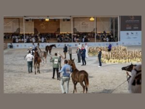 برعاية ولي عهد الفجيرة /انطلاق النسخة العاشرة من بطولة الفجيرة الدولية للخيل العربي