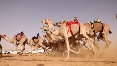 "ليوا الرياضي" يعلن تفاصيل منافسات الهجن في "المهرجان الدولي"