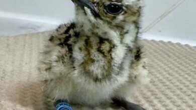 المركز الوطني لبحوث الطيور.. فقس أول فرخ من الحبارى الآسيوية بالتقنيات الاصطناعية