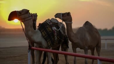 "أبوظبي للزراعة والسلامة الغذائية" تقدم خدماتها البيطرية في مهرجان الظفرة