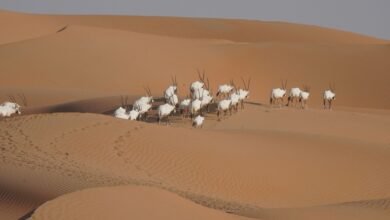 "بيئة أبوظبي" تُنظم ورشة العمل الإقليمية في مجال النقل لأغراض الصون الطبيعي وإعادة توطين المها العربي