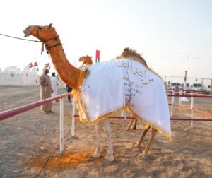 مزاينة اللقايا في مهرجان محمد بن زايد لسباقات الهجن ومزاينة الإبل .. منافسة وتحدي