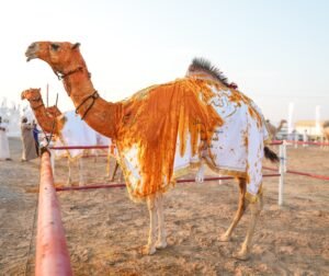 مزاينة اللقايا في مهرجان محمد بن زايد لسباقات الهجن ومزاينة الإبل .. منافسة وتحدي