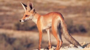 «منتزه جبل حفيت».. وجهة سياحية متفردة تحتضن أسرار آلاف السنين