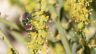 هيئة البيئة – أبوظبي تتعاون مع M42 لتنفيذ مشروع تسلسل الجينوم النباتي بهدف دعم حماية الأنواع المحلية