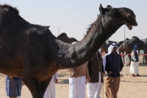 رموز الذهب تزين أشواط الحول في مزاينة مدينة زايد بمهرجان الظفرة