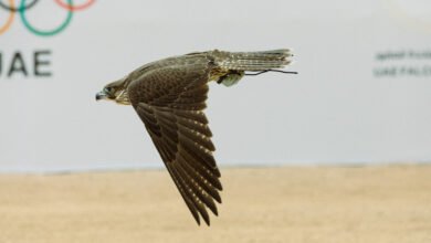 منافسات كأس الاتحاد لسباقات الصقور تنطلق 13 ديسمبر الجاري في دبي