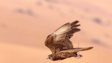 منافسات الصقور