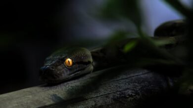 كاميرات الهواتف