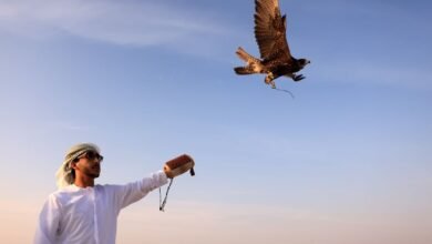 اختتام مسابقة مهرجان السلع البحري للصيد بالصقور