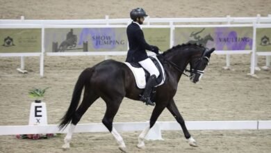 الإمارات تستضيف 5 بطولات دولية للترويض