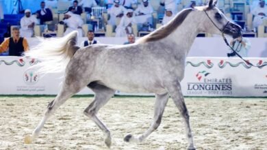 "مهرجان الشارقة كلباء" السابع للجواد العربي ينطلق بعد غد