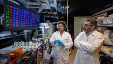 نيويورك أبوظبي