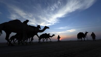 «مزاينة مدينة زايد» المحطة الثالثة في مهرجان الظفرة تنطلق غداً السبت