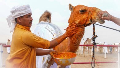 تتويج مزاينة المفاريد في مهرجان محمد بن زايد لسباقات الهجن ومزاينة الإبل