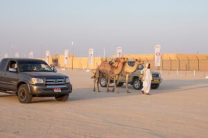 انطلاق "مزاينة مدينة زايد" المحطة الثالثة في مهرجان الظفرة