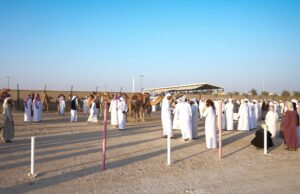 انطلاق "مزاينة مدينة زايد" المحطة الثالثة في مهرجان الظفرة